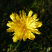 Blumen im Herbst - Wiesenbocksbart