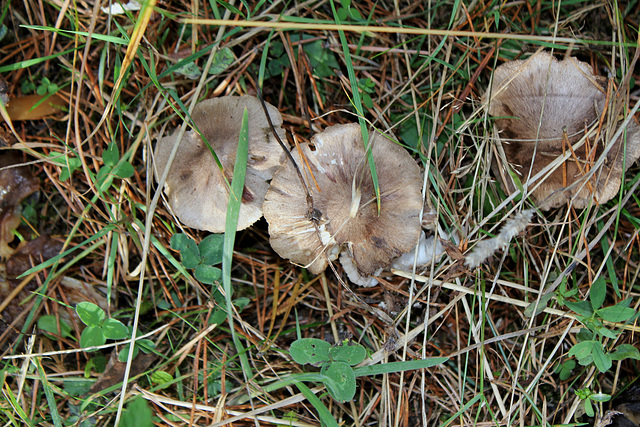 Tricholome terreum  (3)