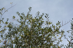 Salix daphnoïdes-Saule daphné