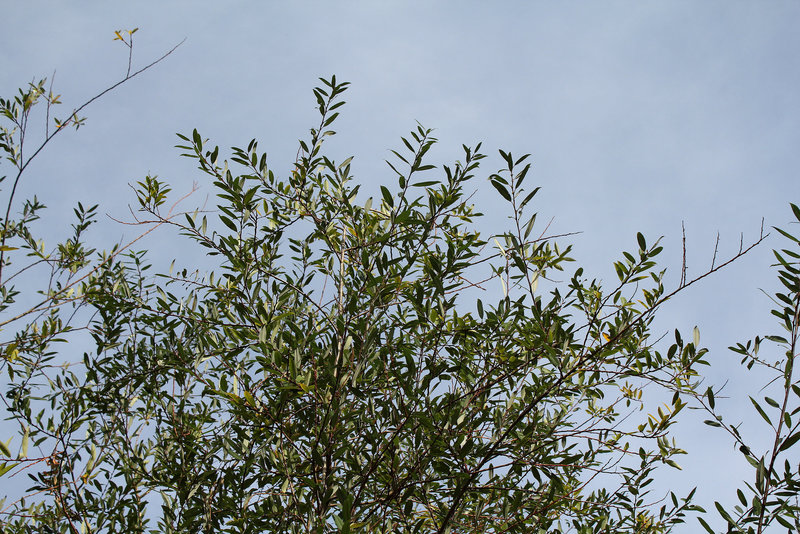 Salix daphnoïdes-Saule daphné