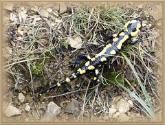 ...la jolie découverte en ramassant des champignons:une jolie salamandre ,qui s'apprête à hiberner...