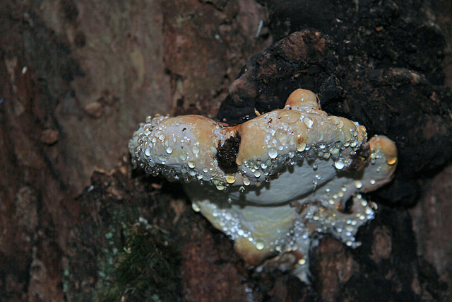 Red-banded Polypore Red-banded Polypore