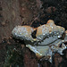 Red-banded Polypore