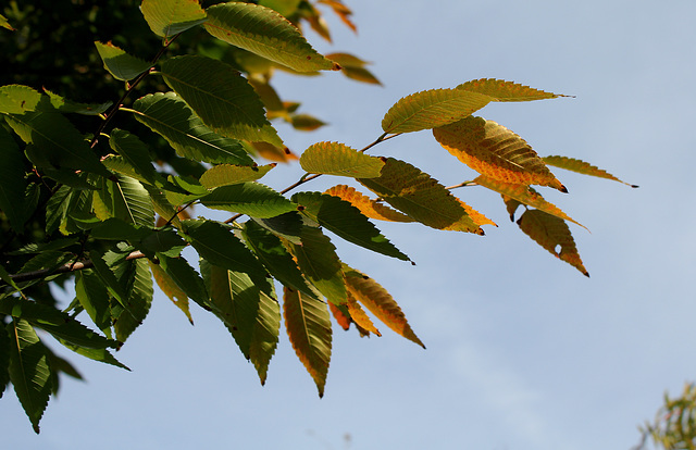 Zelkova serrata