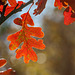 Autumn White Oak "Flower"