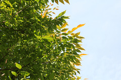 Zelkova serrata Zelkova serrata