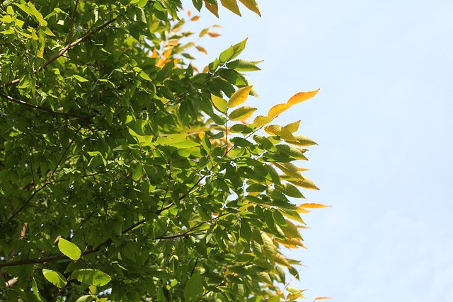 Zelkova serrata