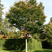 Zelkova serrata