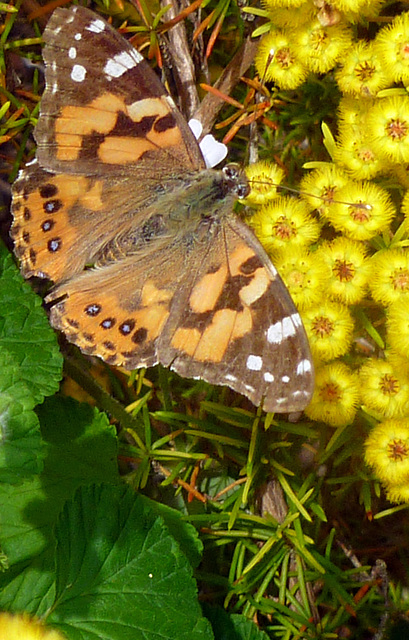 Painted lady