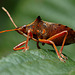 Spiked shieldbug (Picromerus bidens)