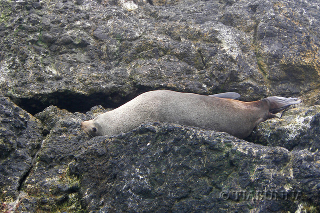 Reclining Fur Seal