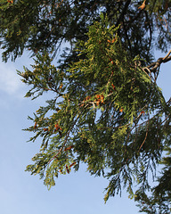 Calocedrus