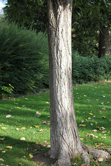 Populus x euamericana = x canadensis = nigra x deltoïdes