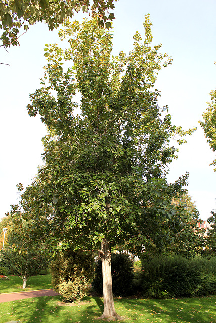 Populus x euamericana = x canadensis = nigra x deltoïdes