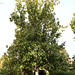 Populus x euamericana = x canadensis = nigra x deltoïdes