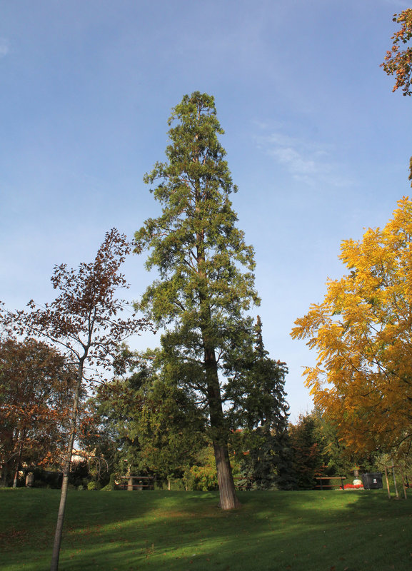 Calocedrus