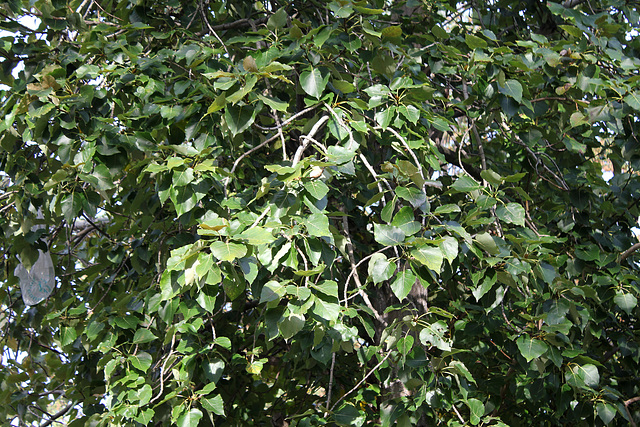 Populus x euamericana = x canadensis = nigra x deltoïdes