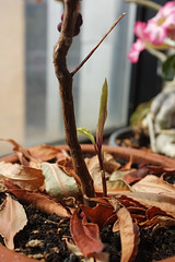 Coral berry shoot