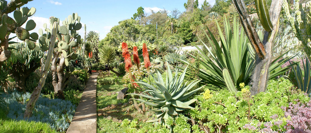 Madeira. Monte. Botanischer Garten. ©UdoSm