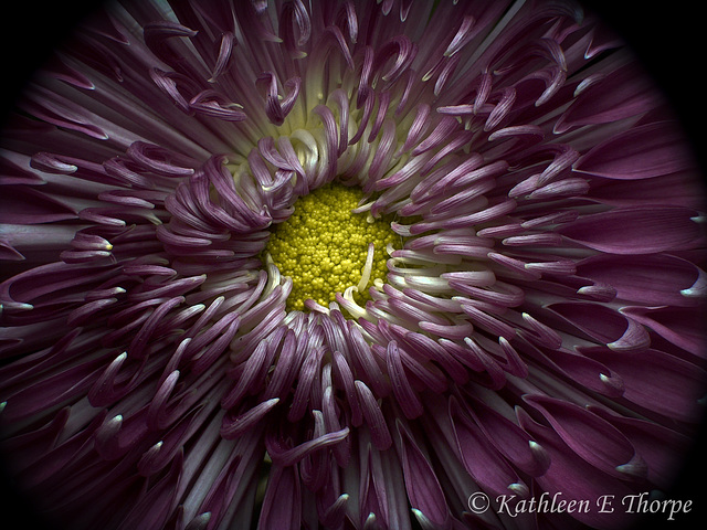 Lavendar Mum Macro 101713