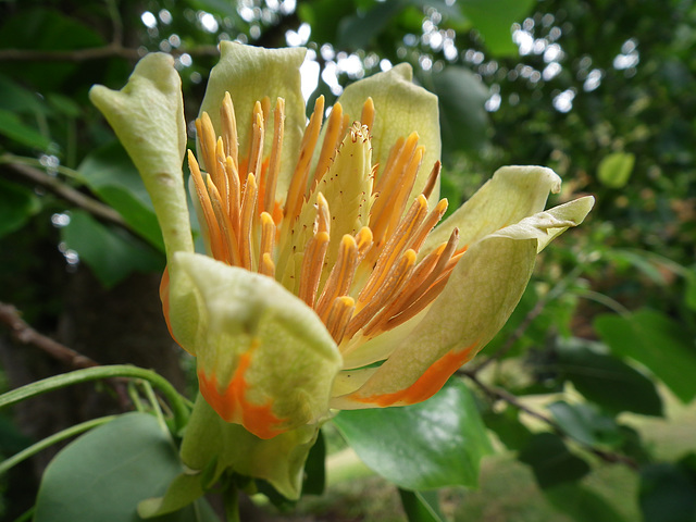 Tulip Tree Flower