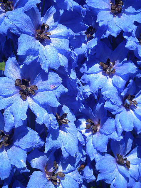 Blue Delphinium