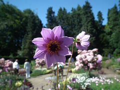 Purple Dhalia