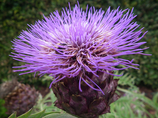 Thistle