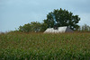 Crops with Cottage in Landelles - September 2011