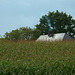 Crops with Cottage in Landelles - September 2011