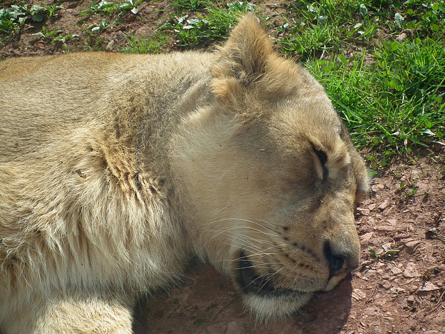 Sleeping Lion