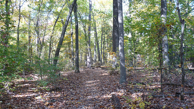 Schoolhouse Woods trail