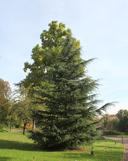 Cedrus deodora