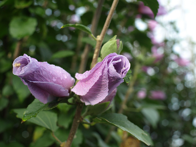 Rose of Sharon_Hibiscus syriacus