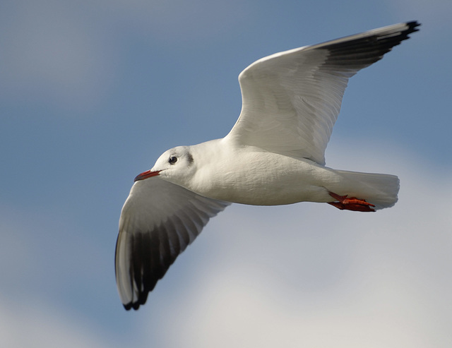 Une mouette rieuse