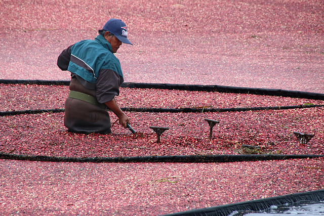 Siphoning the cranberries