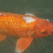 Carpa koi roja