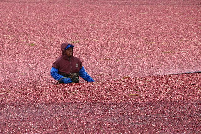 Awash in cranberries