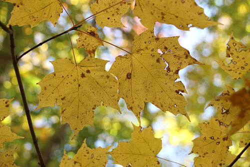 Maple leaves in fall