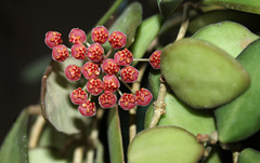 Hoya  DS 70 'tsangii'