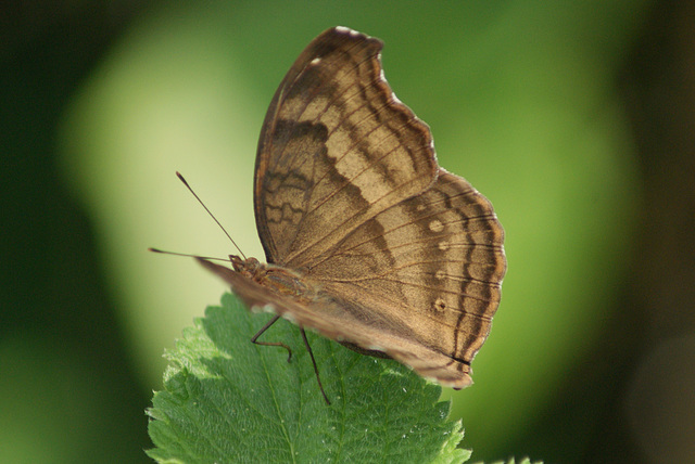 Butterfly House