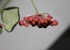 Hoya  DS 70 'tsangii' (2)