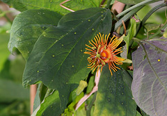 Passiflora 'Sunburst'