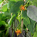 Passiflora 'Sunburst' (2)