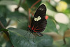 Doris Longwing