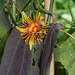 Passiflora 'Sunburst' (3)