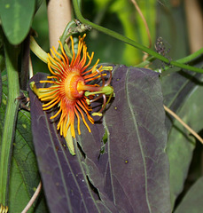 Passiflora 'Sunburst' (4)