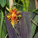 Passiflora 'Sunburst' (4)