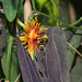 Passiflora 'Sunburst' (5)