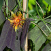 Passiflora 'Sunburst' (7)